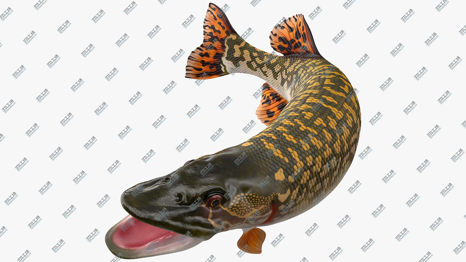 images/goods_img/202105072/Pike Fish Jump Out Pose 3D model/1.jpg
